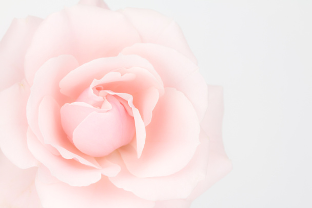 Close-up van gedempte roze roos - Foto, afbeelding