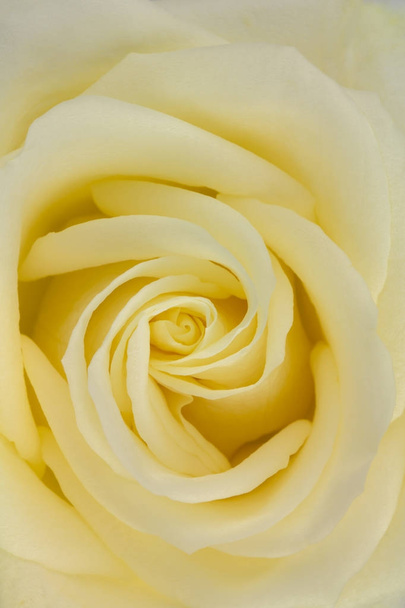 В центре - желтая чайная роза
 - Фото, изображение
