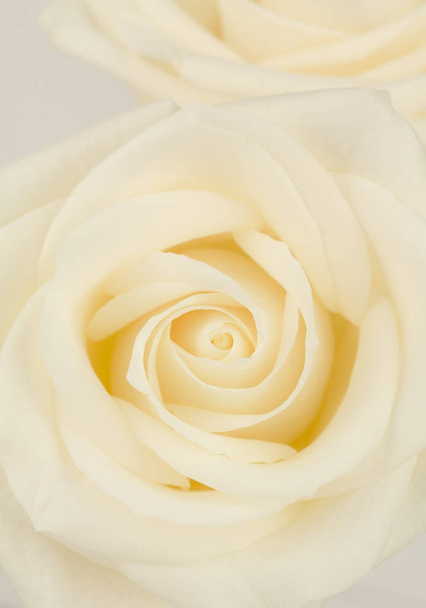 Пастельна жовта гібридна чайна троянда
 - Фото, зображення