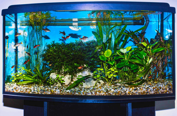 close up of aquarium tank full of fish - Photo, Image