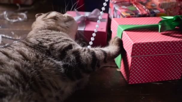 Kot w pobliżu choinki i prezenty - Materiał filmowy, wideo