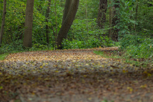 Path in the park in autumn - Fotografie, Obrázek