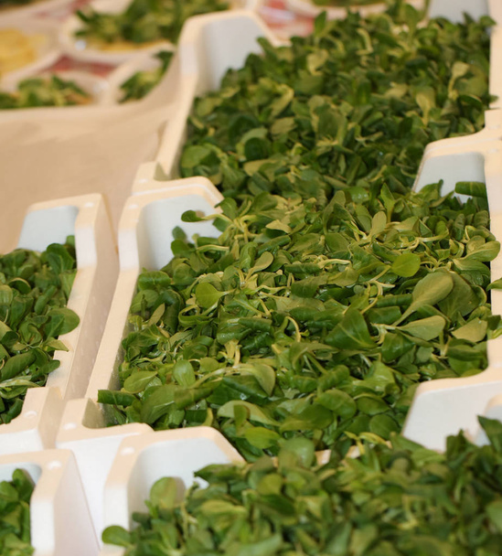 groene rucola pannen vers geplukt in een veld van biologische teelt - Foto, afbeelding
