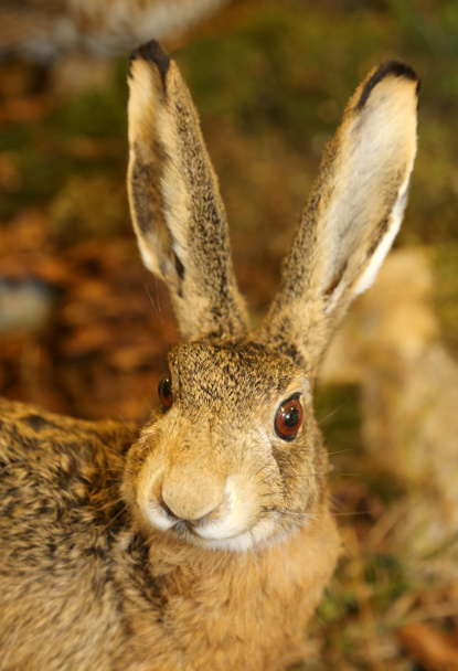 Haas met lange oren in de herfst - Foto, afbeelding