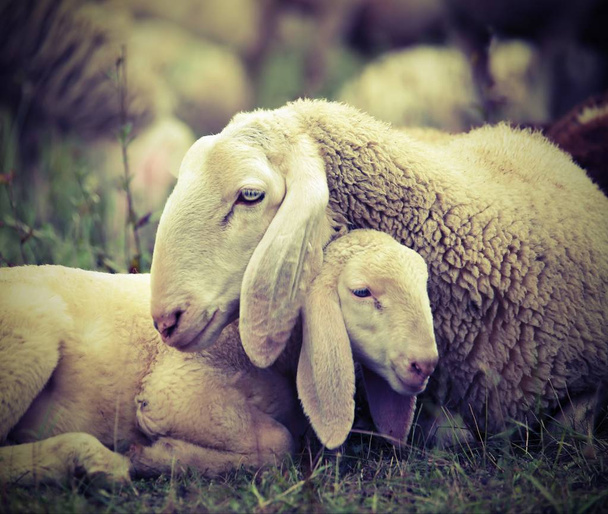 lammas äitinsä kanssa keskellä laumaa
 - Valokuva, kuva