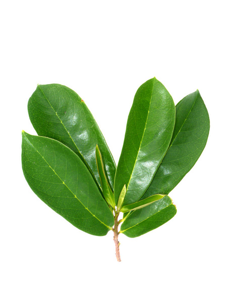 Soursop leaf on white background. - Photo, Image