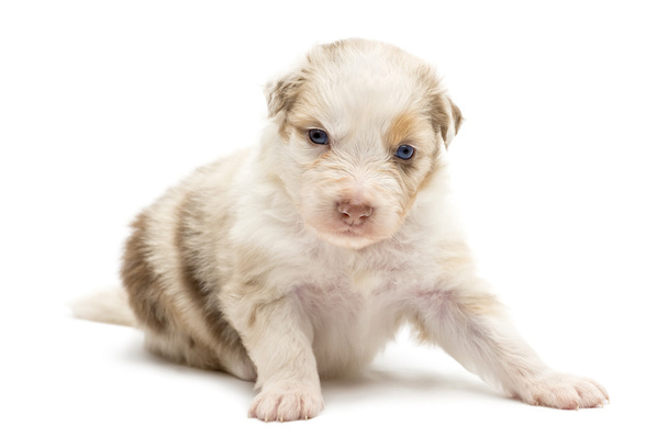 Australische herder pup, 22 dagen oud, vergadering en portret tegen witte achtergrond - Foto, afbeelding