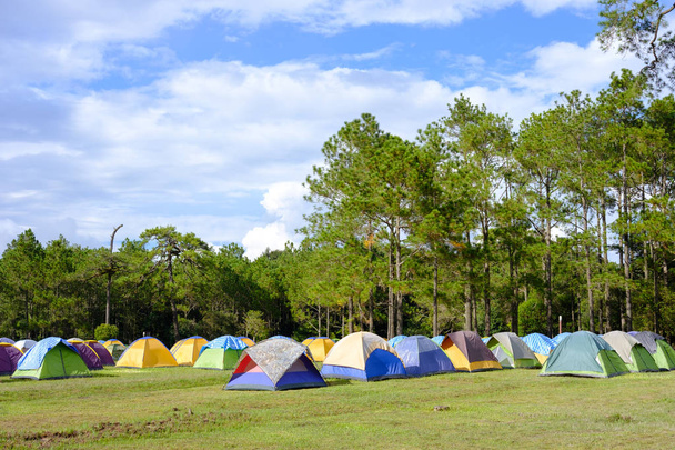 tendas na grama verde no local de acampamento
 - Foto, Imagem