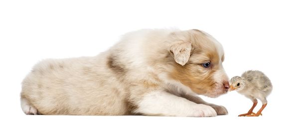 Australian Shepherd puppy, 30 days old, lying and sniffing at chick against white background - Photo, Image