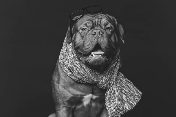 hermoso perro burdeos dogue en bufanda
 - Foto, imagen