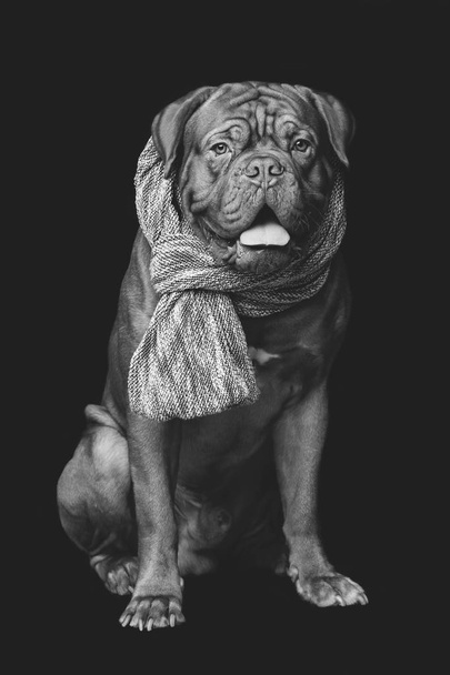 beautiful bordeaux dogue dog in scarf - Photo, Image
