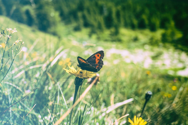 Hermoso y encantador retrato de mariposa descansando sobre la flor de diente de león
 - Foto, imagen