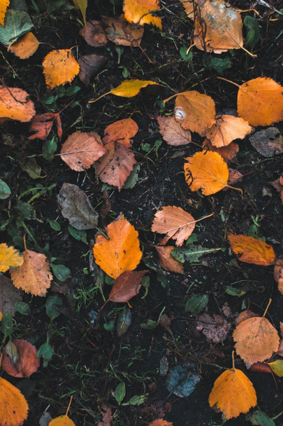 Autumn background. Dry leaves on the ground with a blurred background. - 写真・画像