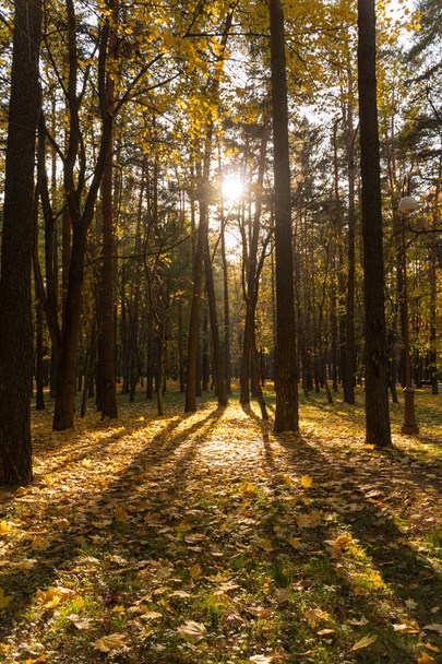 Városliget őszi napnyugtakor a nap. Süt a nap, a fák - Fotó, kép