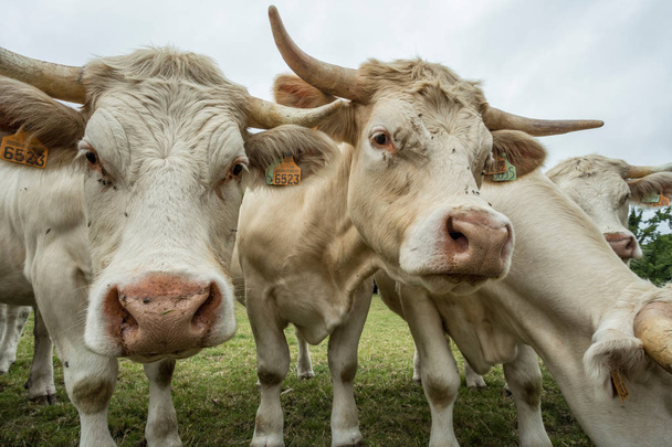 Lehmät laiduntavat vihreällä nurmikentällä aurinkoisena päivänä Normandiassa, Ranskassa. Karjankasvatus, teollinen maatalous. Kesämaaseutu, laidunmaa kotieläimille. Sulje se.
. - Valokuva, kuva