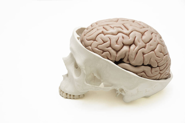 Brain model inside skull on white background - Φωτογραφία, εικόνα