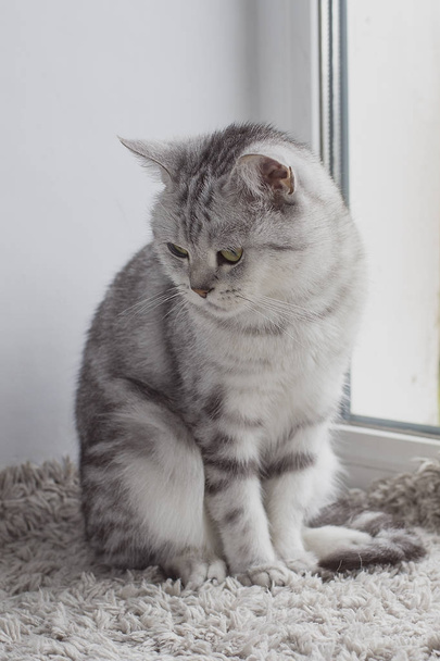 Gray british tabby cat sitting on a window-sill - Foto, Bild