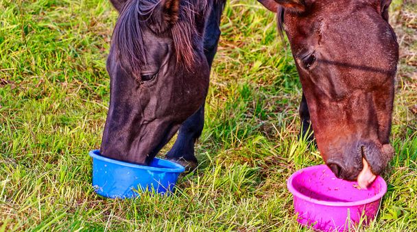 Välipala-tauko hevosille niityllä
  - Valokuva, kuva