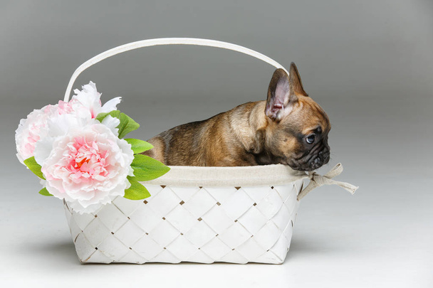 Cucciolo bulldog francese nel cestino
 - Foto, immagini