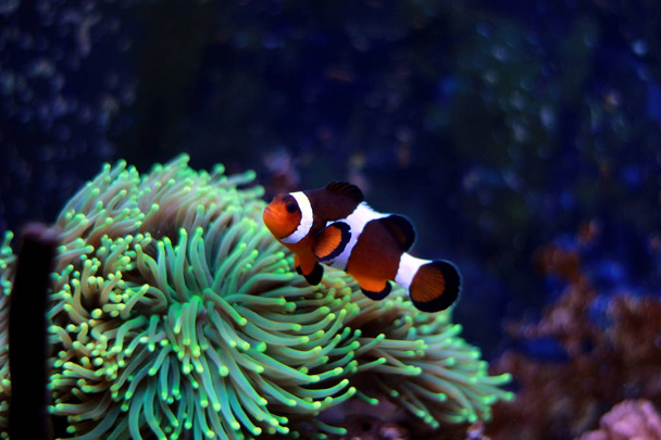 Популярна риба в насолоді в акваріумі коралових рифів
  - Фото, зображення