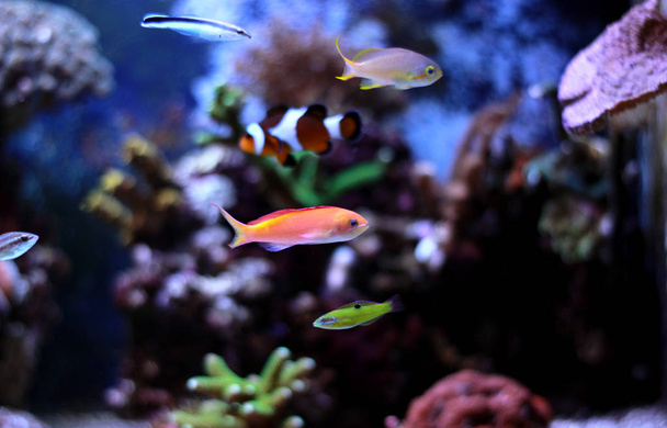 Anthias fish in reef tank - Photo, Image