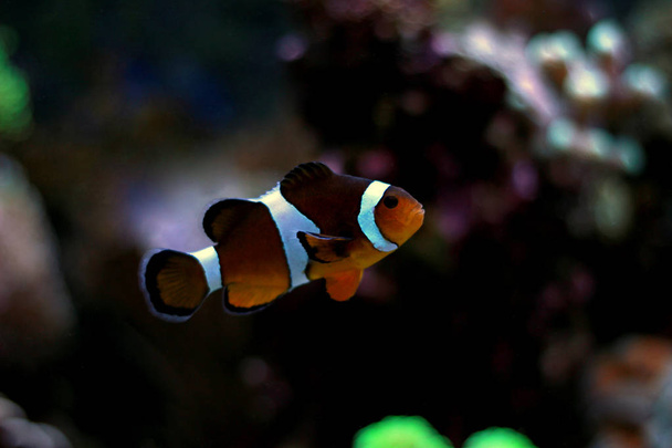 Suosittu kala nauttia koralliriutta akvaario säiliö
  - Valokuva, kuva