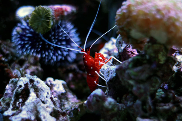Red Fire Shrimp (Lysmata debelius)  - Photo, Image