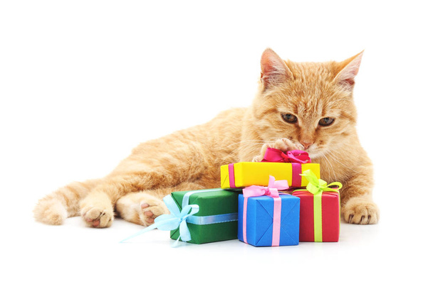 Kitten and gifts. - Valokuva, kuva