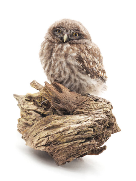 Young owl isolated. - Foto, Imagen