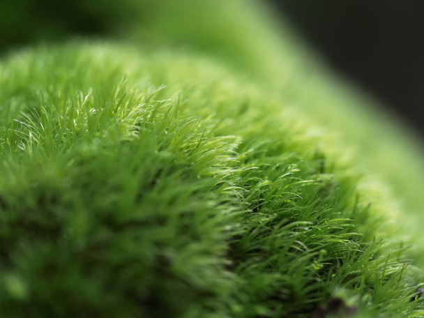 moss on a stump - Foto, afbeelding
