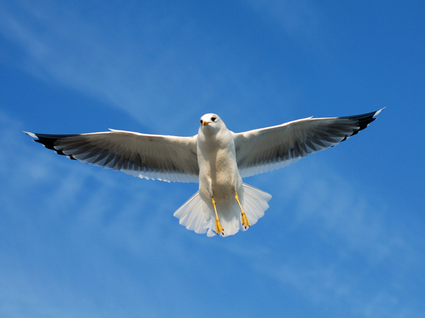Seabird - Fotoğraf, Görsel