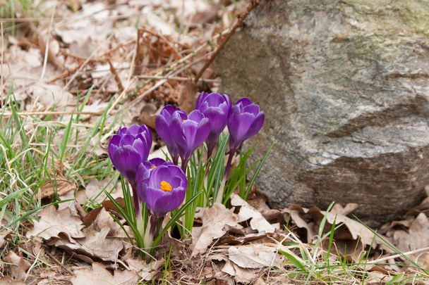 Crocus violets
 - Photo, image