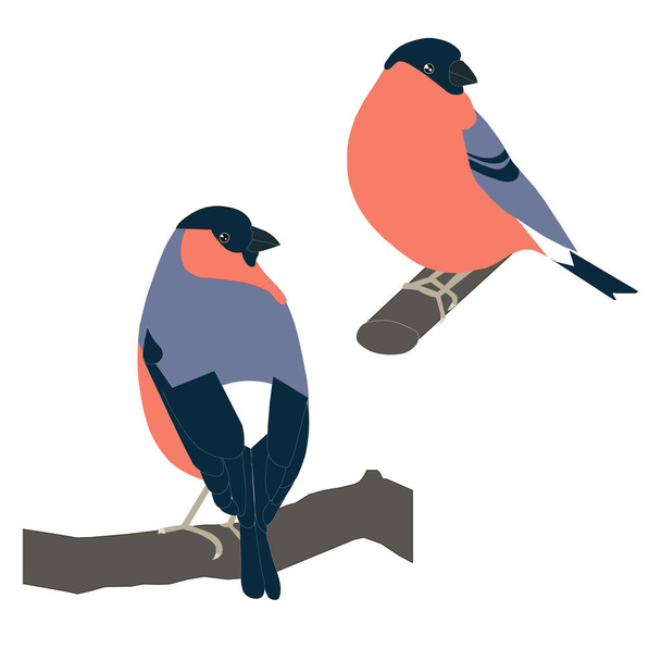 Hand drawn colorful bullfinches for coloring page and print, stock vector illustration - ベクター画像
