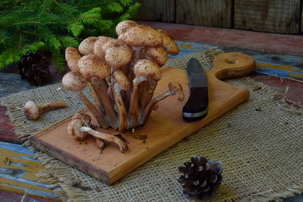 Wild forest mushrooms honey agarics on wooden background. Armillaria mellea. Couple honey gel Hallimasch fungus. - Photo, Image