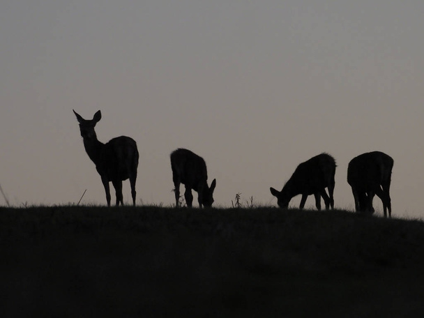Rood hert, Cervus elaphus - Foto, afbeelding