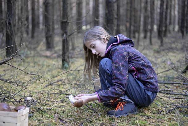  little girl picking mushrooms - Photo, Image