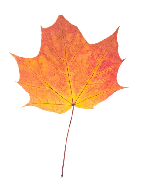 Een herfst esdoornblad geïsoleerd op whit - Foto, afbeelding