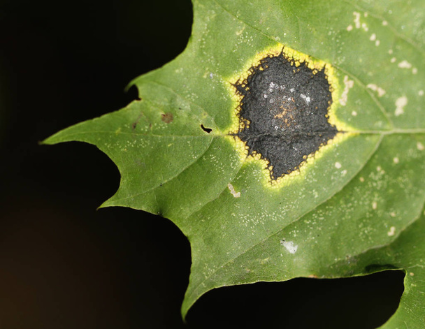 Champignon Rhytisma acerinum sur une feuille d'érable
. - Photo, image