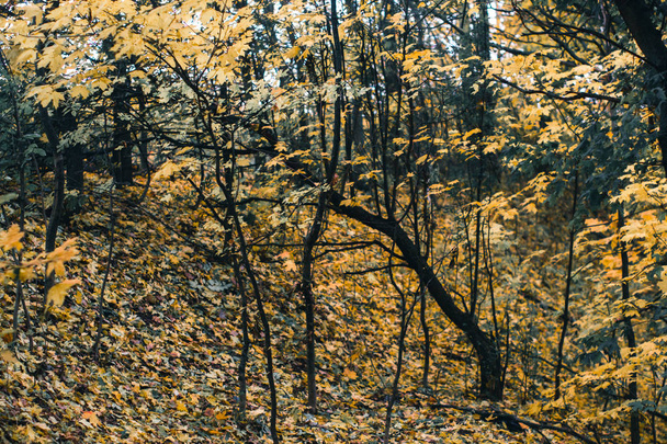 Autumn day landscape. Autumn forest after rain. - Foto, Imagen