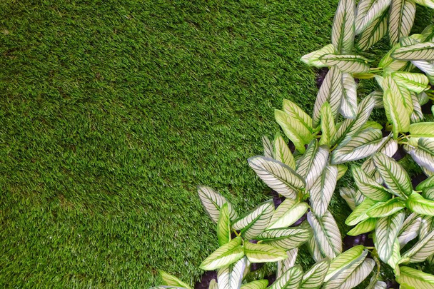 Искусственный тупой тростник или растения Диффенбахии на зеленой траве
 - Фото, изображение