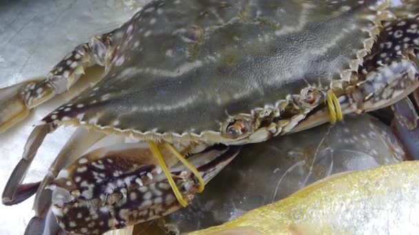 Lahodný krab & croaker Pomfret ryby, v rámci číselníku plate.fisheries led zmrazený. - Záběry, video