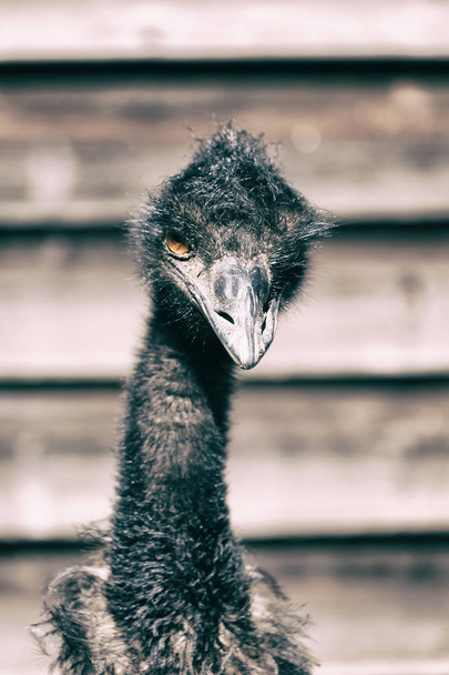 en el parque de australia el ave del emú libre
  - Foto, imagen