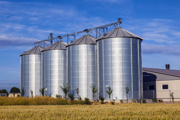 cuatro silos de plata en el campo de maíz
 - Foto, imagen