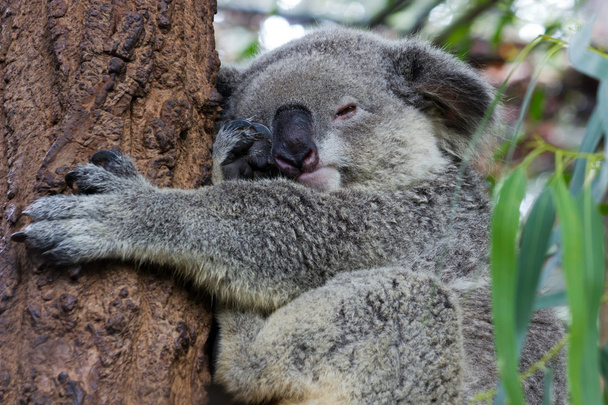 Сонная коала
 - Фото, изображение