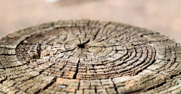 textura abstracta de un árbol de superficie como el grano de fondo
 - Foto, imagen