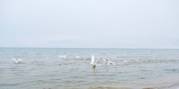 Swan and ducks are swimming in the sea - Φωτογραφία, εικόνα