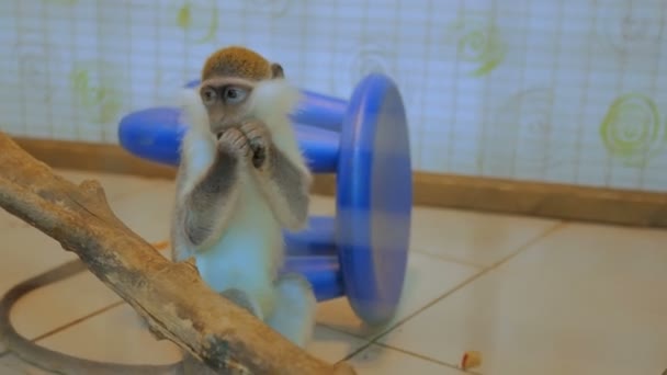 Macaco sentado perto da árvore e comer manga fruta
 - Filmagem, Vídeo