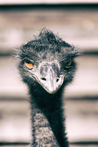 in het park van Australië de gratis emu vogel  - Foto, afbeelding