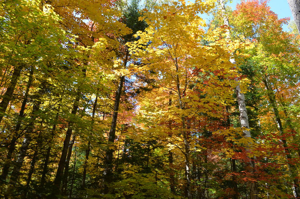 De mooie en kleurrijke kleuren van de herfst in Algonquin Provincial Park terwijl de stands Rock wandelpad. - Foto, afbeelding