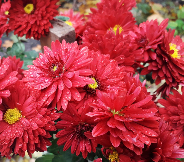 Fiori di crisantemo rosso autunnale
 - Foto, immagini